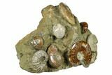 Wide, Composite Ammonite Fossil Display - Madagascar #175825-4